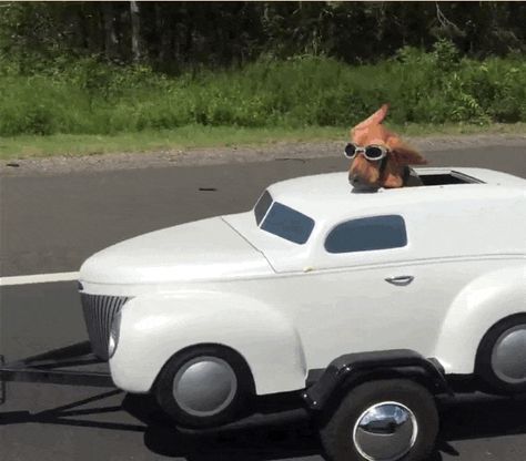 Dog Driving Car Funny, Dog Spotify Cover, Car Playlist Cover Funny, Cat In A Car, Cat In Car, Dog In Car, Car Playlist, Making My Way Downtown, Reaction Image