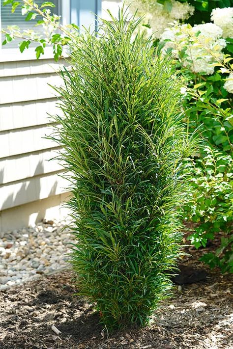 Weeping White Spruce, Evergreen Container, Evergreen Landscape, Weeping Trees, Low Growing Shrubs, Succulent Garden Indoor, White Spruce, Panicle Hydrangea, Full Sun Plants