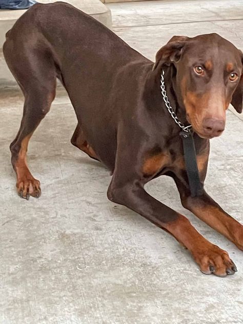 Doberman Female Doberman Pinscher Female, Pet Snake, Doberman Pinscher, Classified Ads, Doberman, Dogs And Puppies, Pet, Quick Saves, Black