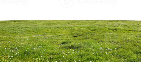 Meadow Background, Green Meadow, Tree Saw, Wedding People, Cityscape Photos, Logo Banners, Nature Backgrounds, Vibrant Green, Background Banner