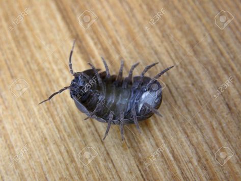 Pill Bugs, Pill Bug, Roly Poly, On Back, Bugs, Insects, Stock Photos, Animals, Bugs And Insects