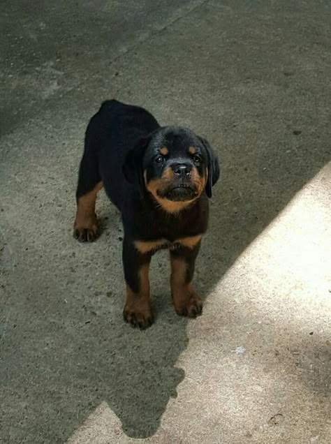 Rottweiler Love, Rottweiler Lovers, Bulldog Breeds, Dog Exercise, Rottweiler Puppies, Rottweiler Dog, Dream Dog, Cute Animal Photos, Little Animals