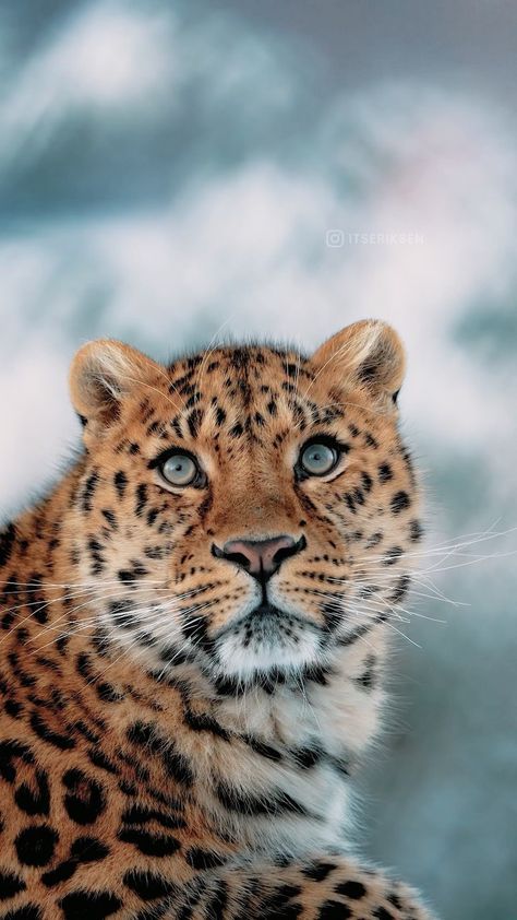 Leopard Portrait Photography, Amur Leopard Photography, Amur Lepord, Amur Leapord, Sony Fx3, Baby Tigers, Serval Cats, Amur Leopard, Wild Tiger