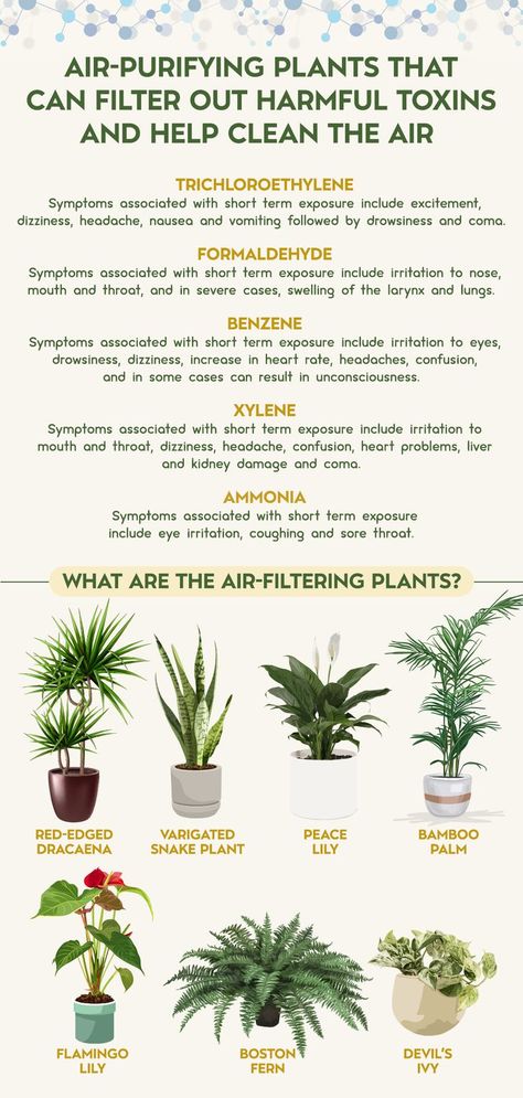 Air Filtering Plants, Best Air Purifying Plants, Natural Decongestant, Air Purifying House Plants, Natural Air Purifier, Plant Care Houseplant, Inside Plants, Perennial Herbs, Best Indoor Plants