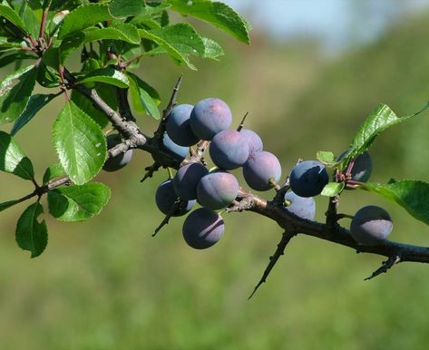 Sloe Berries, Goth Cottage, Black Berries, Photo C, Peach Trees, Fruit Tree, Rose Family, Flower Fairies, Summer Projects