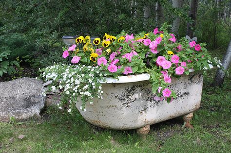 Found old tubs at the salvage place today...will have one in the yard (but I think ours will be red...or maybe turquoise) Garden Bathtub, Old Bathtub, Jardim Diy, Garden Container, Deco Champetre, Container Ideas, Unique Planter, Garden Containers, Unique Gardens