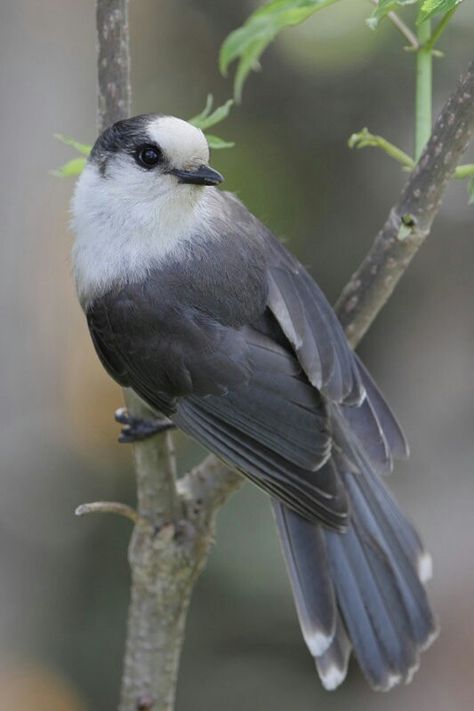 Green Jay Bird, Grey Jay, Canada Wildlife, Final Flash, Gray Jay, Grey Bird, Cute Small Animals, Jay Bird, Bird Tattoo