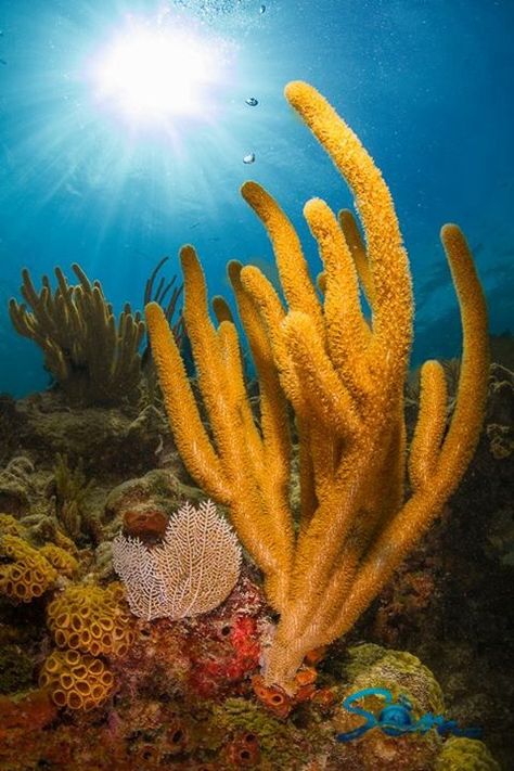 Biscayne National Park, The only live coral reefs in the United States |  "Florida's Forgotten Reefs" Coral Reef Photography, Ocean Plants, Biscayne National Park, Mangrove Swamp, Cnidaria, Sea Plants, Under The Ocean, Mangrove Forest, Underwater Art