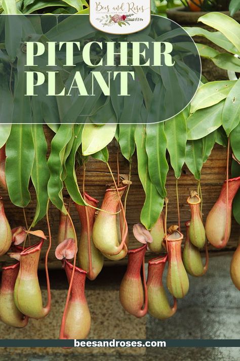 Pitcher Plant Care, Carnivorous Plants Care, Carnivorous Plants Terrarium, Carnivorous Pitcher Plant, Water Garden Plants, Pitcher Plants, Snake Plant Care, Plante Carnivore, Plants Hanging