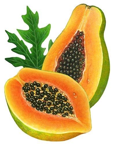 Tropical Fruit Painting, Papaya Art, Pineapple Leaves, Gouache Tutorial, Hand Shadows, Realistic Watercolor, Mango Pineapple, Watercolor Tropical, Fruit Illustration