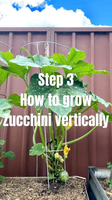 Zucchini Trellis, Growing Zucchini Vertically, Backyard Raised Garden, Creative Explained, Growing Zucchini, Zucchini Plants, Windowsill Garden, Bucket Gardening, Vegetable Garden Diy