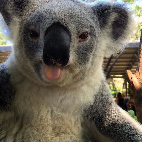 Koala selfie from Kelly Kelly Koala Meme, Koala Funny, Animal Selfies, Conservation Photography, Funny Koala, Cheeky Girls, Zoo Babies, Cuddly Animals, Super Cute Animals