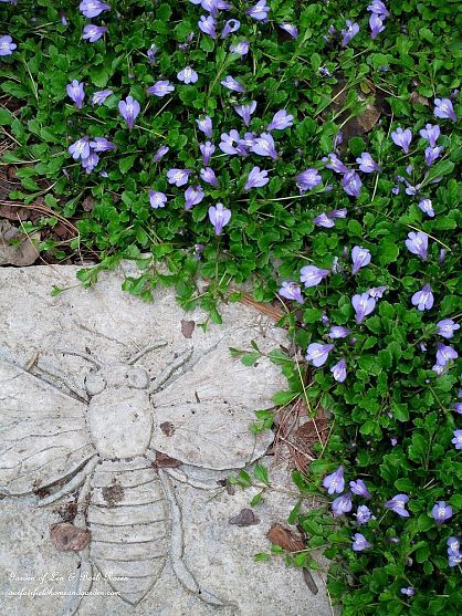 Creeping Mazus, Mazus Reptans, Flower Lawn, Plant Experiments, Blue Flowers Garden, Garden Ground, Farm Craft, Ground Covers, Flowers Gardening