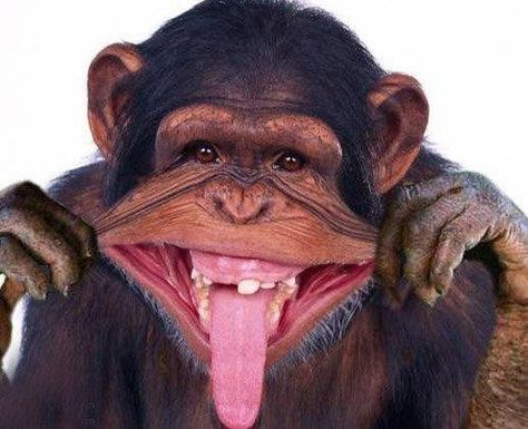 49 Pictures of Chimps to Brighten Your Day ... Funny Monkey Pictures, Challenges Funny, Funny Emoticons, Monkey Pictures, Monkey Face, Funny Animal Photos, Pet Monkey, Monkeys Funny, Teacup Puppies