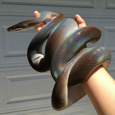 Wow!! Look at this white lipped python! This is an amazing and beautiful snake! By @chrisssssssstopher #reptiles #snakes #python Beaux Serpents, Pretty Snakes, White Lips, Cute Snake, Cute Reptiles, Beautiful Snakes, Pet Snake, Ball Python, Reptiles And Amphibians