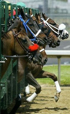 Thoroughbred Horse Racing, Sport Of Kings, Thoroughbred Horse, Derby Day, Horse Crazy, Sport Horse, Clydesdale, Horse Life, Pretty Horses