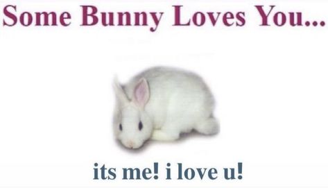 Some Bunny Loves You, I Love My Girlfriend, I Love U, Mia 3, Love My Boyfriend, Lovey Dovey, Cute Memes, Wholesome Memes, Love U