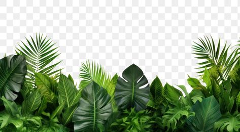 Jungle Design Graphic, Green Backgrounds Aesthetic, Plant Poster Design, Green Plants Background, Green Forest Aesthetic, Graphical Poster, Dollars Money Wallpaper, Aesthetic Pngs, Leaves Border