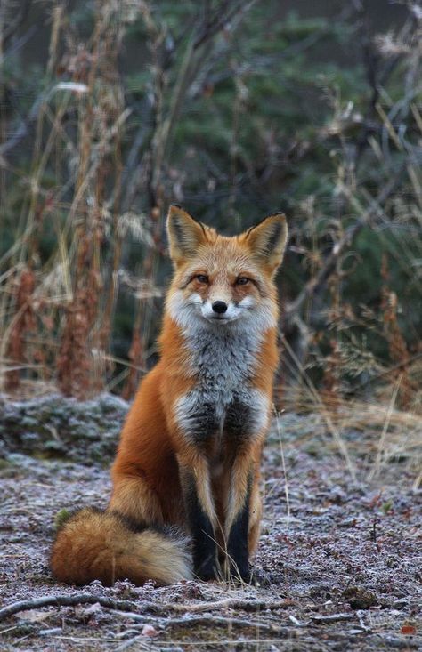 Fox Reference Photo, Kitsune Aesthetic, Fuchs Baby, Random Animals, Animal Studies, Vulpes Vulpes, Fantastic Fox, Regnul Animal, Haiwan Comel