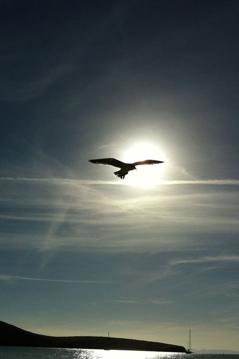 Bird Flying in the Middle on the Air Under Clear Blue Sky during Daytime Calming Pictures, Bird Flying, Birds In The Sky, Beautiful Beach Wedding, Bridal Ideas, Fly Free, White Wedding Dress, Sky Pictures, Bird Silhouette