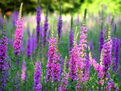 Lythrum Salicaria, Purple Loosestrife, Plant Problems, Invasive Plants, Invasive Species, Native Plants, Plant Care, Beautiful Gardens, Purple Flowers