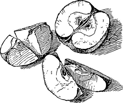 Apple, Sliced, Slices, Fruit, Food, Sweet, Ripe Apple Slice Illustration, Apple Sketch, Apple Clip Art, Stylo Art, Office Drawing, Sliced Apple, Fruit Sketch, Art Du Croquis, Rough Sketches