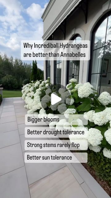 Melanie Rekola | Landscape Designer & Garden Designer on Instagram: "Choose Incrediball over Annabelle 🤍   Incrediball and Annebelle hydrangeas are so similar that a lot of people mistake it as the same variety, but there are some key differences!   Incrediball hydrangea / Hydrangea arborescens ‘Abetwo’ is an improved variety of the classic Annabelle hydrangea that has these extra special traits:   ⚪️ They have bigger blossoms ⚪️They have improved drought tolerance ⚪️They have strong stems that rarely flop ⚪️They have improved sun tolerance   Hardy from planting zones 8/9 all the way down to chilly zone 3 – Incrediball hydrangea is super easy to grow, tough yet gorgeous shrub!   Its huge snowball blooms open white in mid summer and age to a pretty green. In fall they change to a beautiful Strong Annabelle Hydrangeas, Incrediball Hydrangea Landscaping, Hydrangea Tree Landscaping, White Hydrangea Landscaping, Incrediball Hydrangea, Snowball Hydrangea, Planting Zones, Designer Garden, Hydrangea Tree