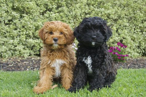 Cavapoo Black, Black Cavapoo, Toy Cavoodle, Poodle Puppy Standard, Cavapoo Puppies, Havanese Dogs, Cute Dog Pictures, Doodle Dog, Poodle Mix