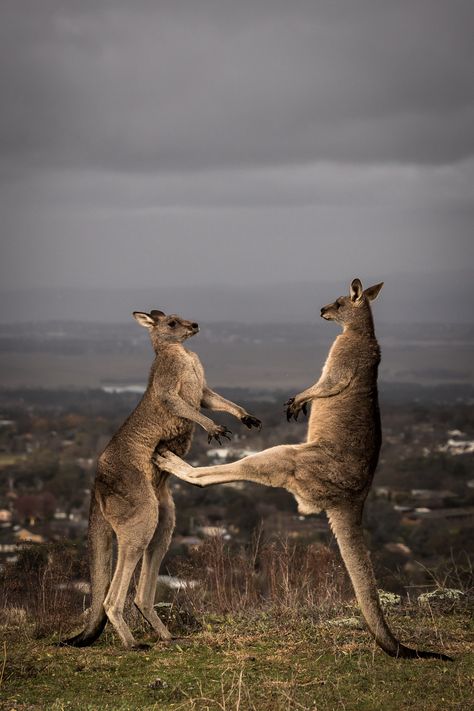 Boxing Kangaroos Strong Kangaroo, Boxing Kangaroo, Australian Fauna, Australia Animals, Australian Wildlife, Australian Animals, Weird Animals, Goa, Animal Wallpaper