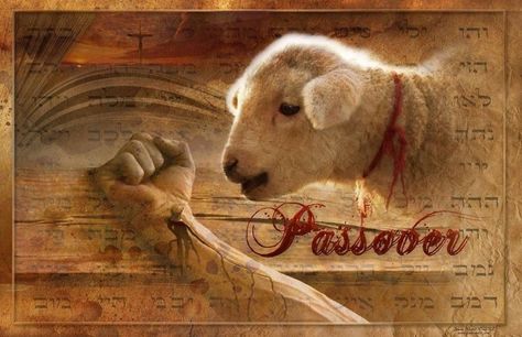 "For Christ, our Passover Lamb, has been sacrificed!" Jesus Lamb, Passover Lamb, Feasts Of The Lord, Agnus Dei, Prophetic Art, Strong Faith, Holy Week, Lion Of Judah, The Shepherd