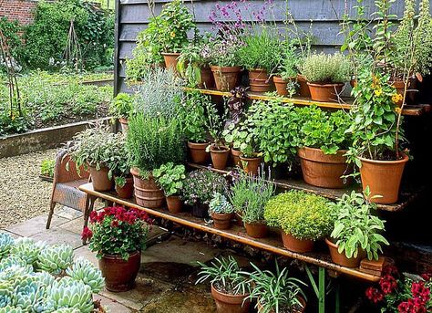 Patio Herb Garden, Herb Garden Pots, Vegetables Garden, Outdoor Herb Garden, Herb Garden Design, Potager Garden, Veg Garden, School Garden, Garden Containers