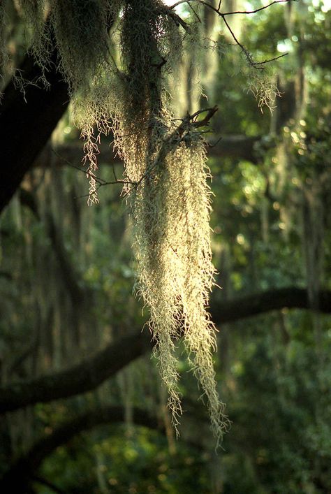 Spanish Moss | by Jonathan Sharpe, Photographer Spanish Moss Aesthetic, Spanish Moss Wedding, Proposal Dinner, Moss Aesthetic, Alligator Meat, Spanish Moss Trees, Moss Hanging, Hanging Moss, Fic Ideas