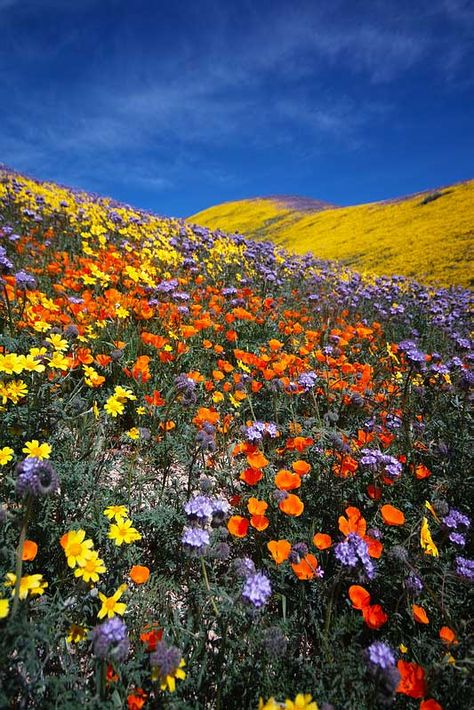 Super Bloom - Desert Wildflower Reports for Southern California by DesertUSA California Wildflowers, Wildflowers Photography, Super Bloom, Matka Natura, Wildflower Garden, To Infinity And Beyond, Nature Aesthetic, Shade Garden, Flower Field