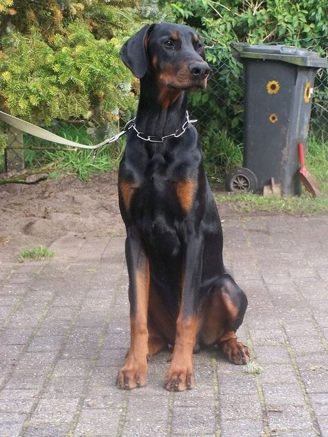 Natural Doberman, European Doberman, Doberman Puppies, Doberman Mix, Doberman Love, Doberman Pinscher Dog, Scary Dogs, Doberman Puppy, Doberman Dogs