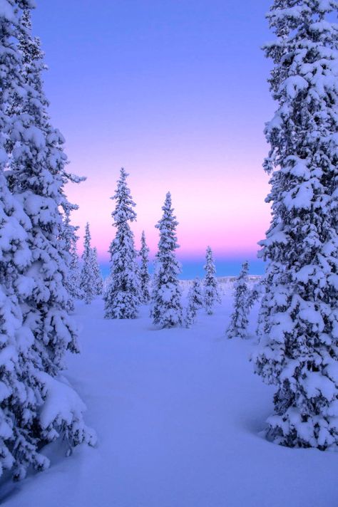 intotheclearing: byReinhard Strickler Blue Sky, Trees, Forest, Pink, Blue, Nature