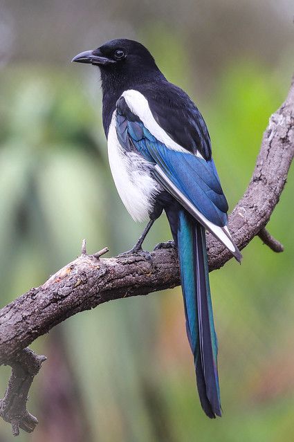 Magpie Color Palette, Magpies Bird, Magpie Photography, Magpie Art, Magpie Bird, Pretty Animals, Bird Pictures, Bird Drawings, Pretty Birds