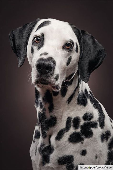 Dog Portraits by Daniel Sadlowski // Part 3 on Behance