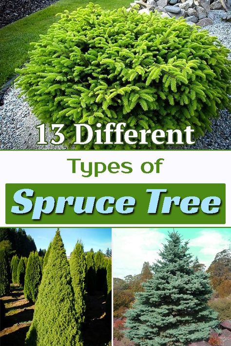 With their magnificent appearance, Spruce trees look outstanding! Discover Different Types of Spruce Tree and have these elegant specimen in your landscape! Types Of Spruce Trees, White Spruce Tree Landscaping, Spruce Trees Landscaping Ideas, Spruce Tree Landscaping, White Spruce Tree, Norway Spruce Tree, Types Of Pine Trees, Driveway Entrance Landscaping, Blue Spruce Tree