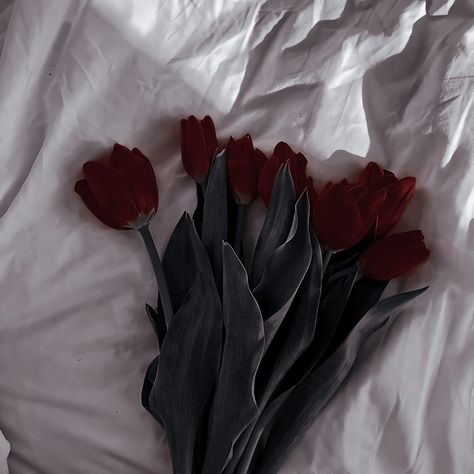 Maroon Aesthetic, Cherry Wine, Dark Love, Red Tulips, + Core + Aesthetic, Photography Pictures, Aesthetic Themes, Aesthetic Images, Red Aesthetic