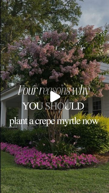 White Crape Myrtle Tree, Crape Myrtle Landscaping Front Yards, Crepe Myrtle Trees Landscaping, Crape Myrtle Tree Landscaping, Crape Myrtle Landscaping, Trimming Crepe Myrtles, Black Diamond Crepe Myrtle, Natchez Crepe Myrtle, Crepe Myrtle Bush