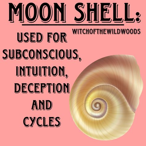 WitchOfTheWildWoods Cowrie Reading, Seashell Witchcraft, Seashell Magick, Seashells Witchcraft, Spiritual Crafts, Alchemy Elements, Magic Ingredients, Sea Magic, Divination Methods