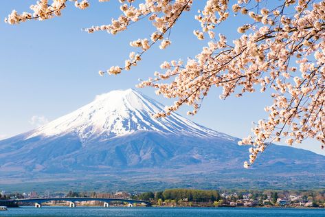 Mount Fuji, Mount Fuji Sakura, Tokyo Landscape, Gunung Fuji, Environment Study, Japan Beach, Japan Tourist, Mount Fuji Japan, Tokyo Travel Guide