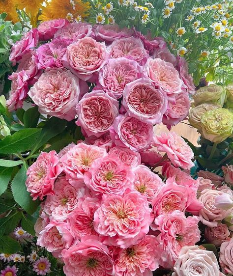 "Mikoto, a cut rose variety The rose \"Mikoto\" has a plant height of 80-100 cm and a flower diameter of 8-10 cm. It is tall cup-shaped and has peach pink or apricot flowers with medium fragrance, Damascus aroma and fruity aroma. The outer petals are long, slightly transparent, and pink-orange. petals inside. They are short and broken, like flowers of the Compositae family. There is often a green flower core with pistils in the center, which is what flower friends call green nose hairs. Very res Flower Core, Apricot Flowers, Japanese Rose, Cottage Garden Design, Shrub Roses, Rose Pictures, Wonderful Flowers, Japanese Flowers, Language Of Flowers