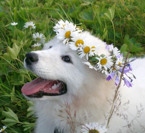 Garden Friends, Daisy Dog, Samoyed Dogs, Pet Style, Dog Flower, Husky Dogs, Dog Boarding, Sweet Animals, Baby Dogs