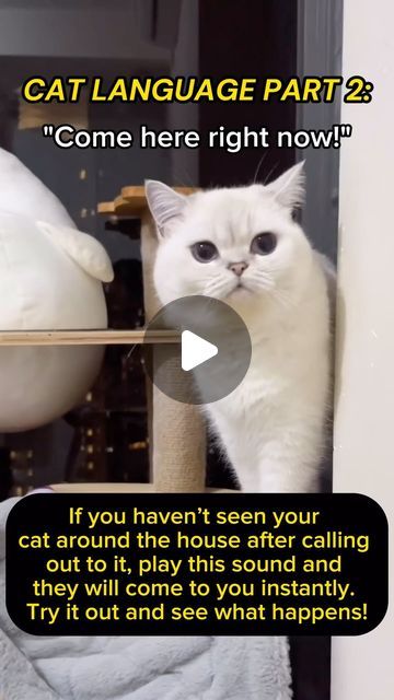 Cat Sounds, Cat Language, Cat Call, Cat Stuff, April 15, Workout Videos, Goats, Funny Animals, Sound