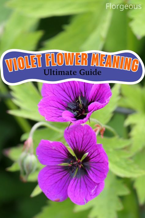 Violet Flower Meaning Violet Flower Meaning, Violet Flowers, Violet Flower, Spiritual Meaning, Need To Know, Violet, Spirituality, Healing, Flowers