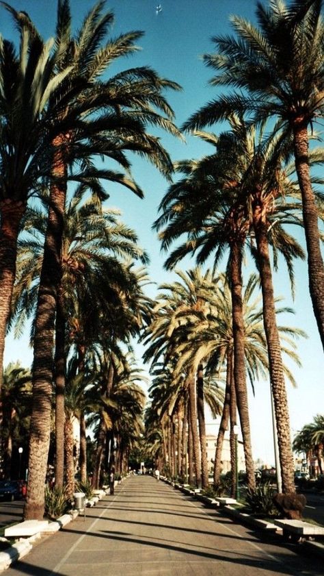 Palm Tree iPhone Wallpaper Seni Arab, Have Inspiration, Sunset Wallpaper, California Love, California Dreamin', California Dreaming, Photography Fashion, Fotografi Potret, Travel Aesthetic