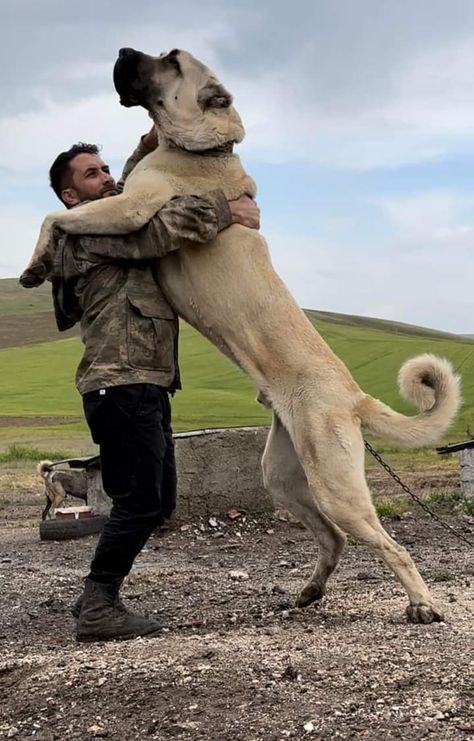 Malakli Dog, Turkish Kangal Dog, Kangal Shepherd, Alabai Dog, Guard Dog Breeds, Kangal Dog, Dog Soldiers, Otters Cute, Livestock Guardian Dog