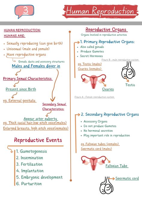 Human Reproduction NCERT NOTES Reproductive System Notes Aesthetic, Reproductive Health Notes Class 12, Biology Reproduction Notes, Human Reproductive System Notes, Male Reproductive System Notes, Female Reproductive System Notes, Human Reproduction Notes, Reproduction In Humans, Reproduction Notes