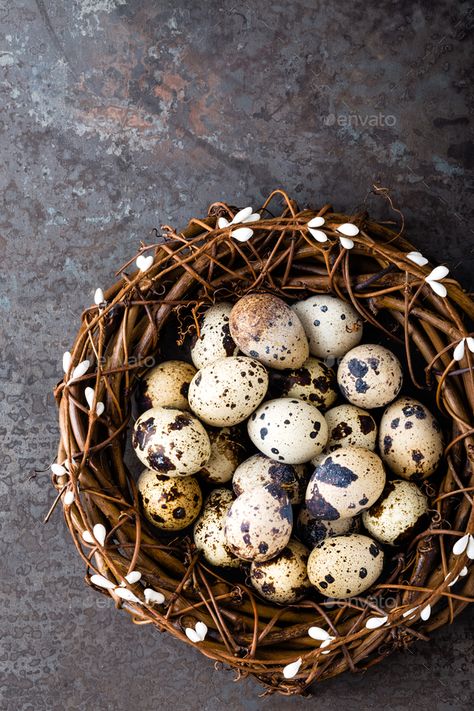 Nutrition Plate, Raising Quail, Easter Arrangement, Egg Photo, Dark Food Photography, Egg Nest, Quails, Handmade Tableware, Bird Eggs